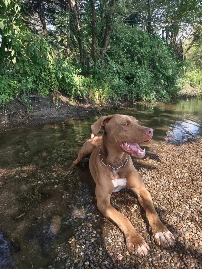 Zoro, splendido pitbull Red Nose - media 4