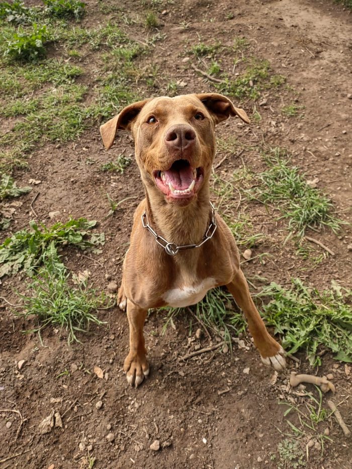 Zoro, splendido pitbull Red Nose