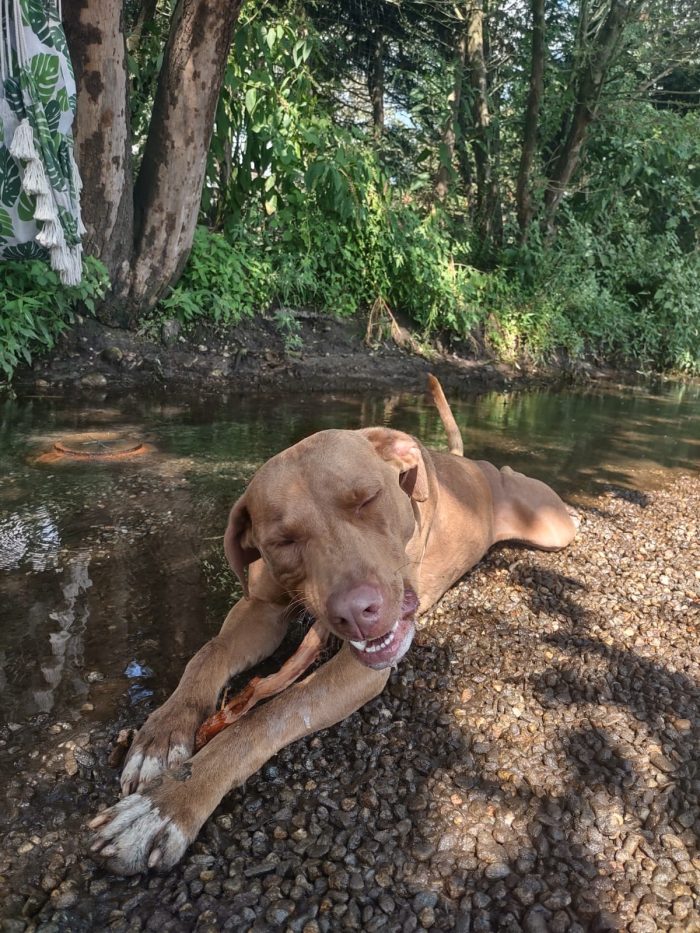 Zoro, splendido pitbull Red Nose - media 5