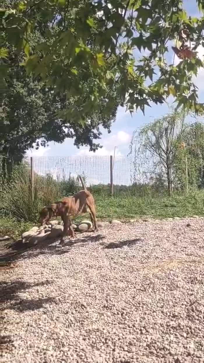 Zoro, splendido pitbull Red Nose - media 7
