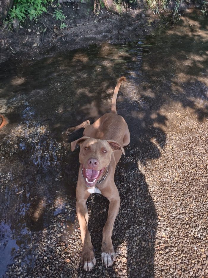 Zoro, splendido pitbull Red Nose - media 6