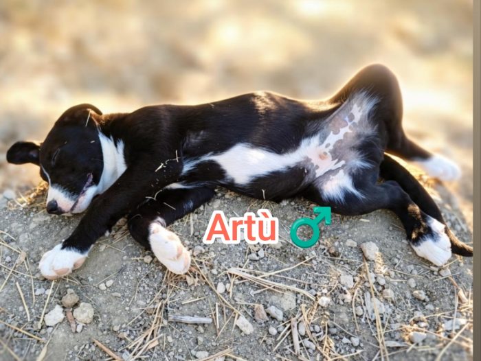 Artù,mix maremmano - media 8