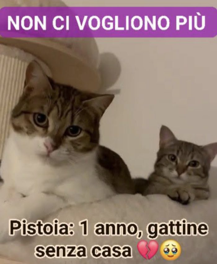 Urgentissima adozione! 1 anno