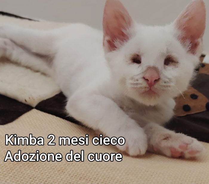 Siamo sommerse dai mici