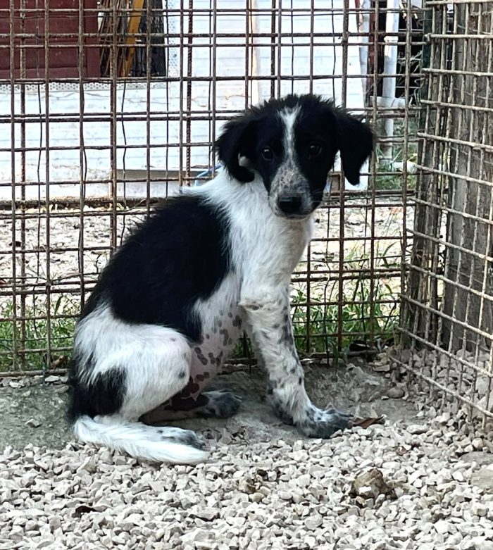 FRATELLINO E SORELLINA IN CERCA DI CASA - media 8