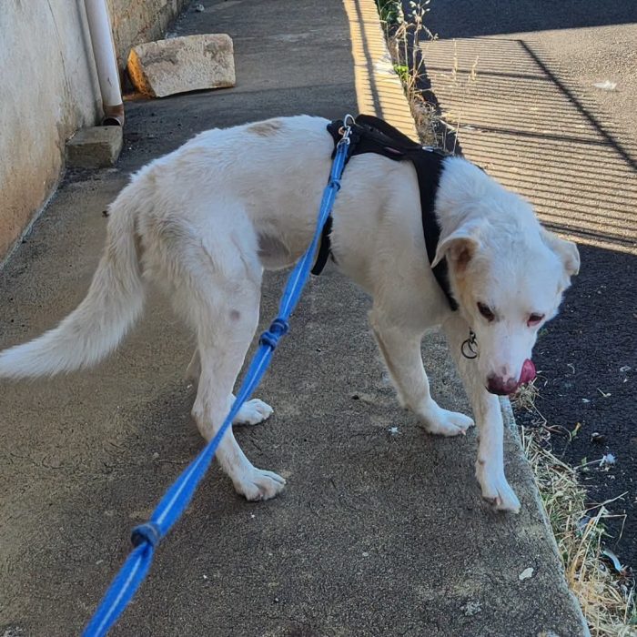 Liam 4anni ok gatti  in rifugio veniva attaccato..ora è in 1garage,BUONISSIMO.COSENZANZA - media 4