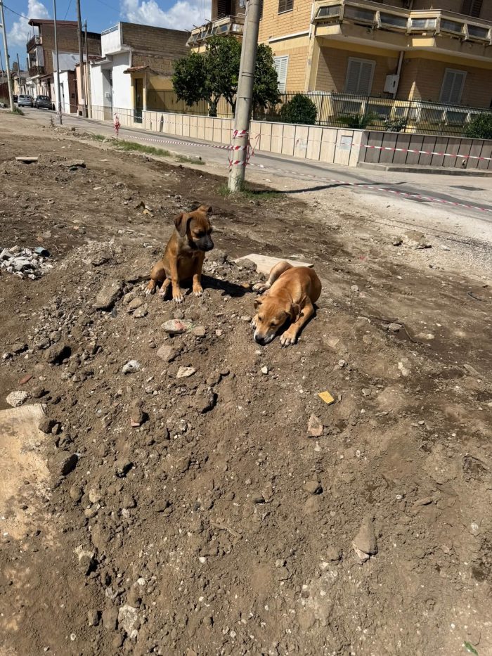 Tobia e Lola cercano amore