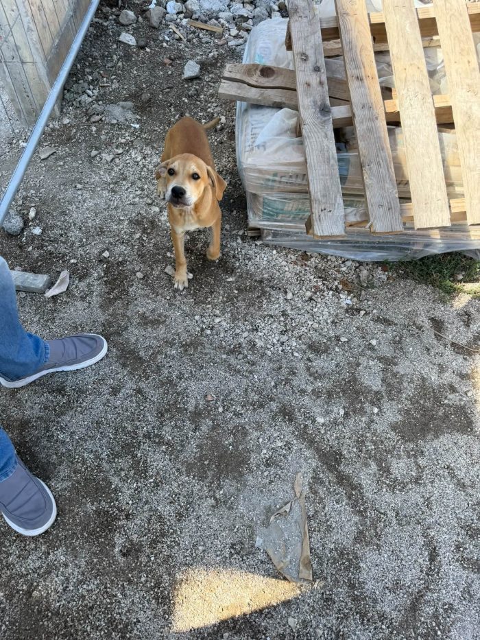 Tobia e Lola cercano amore