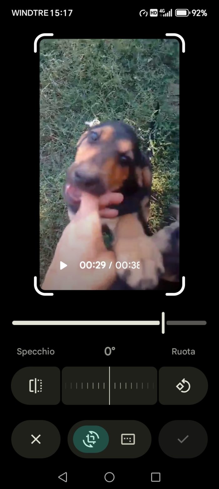 Segugio di 3 mesi, taglia media - media 4