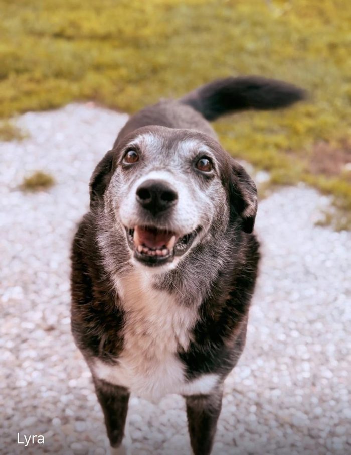 L Y R A, lei e’ una diva. Lyra e' stata abbandonata nel nostro comune con tutti i suoi cuccioli