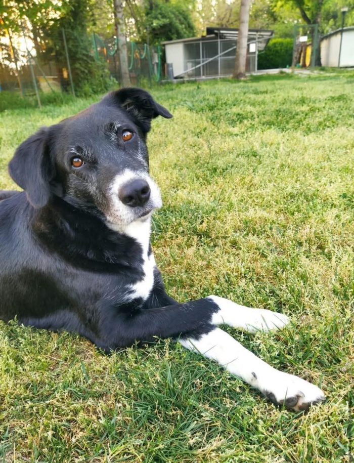 L Y R A, lei e’ una diva. Lyra e' stata abbandonata nel nostro comune con tutti i suoi cuccioli