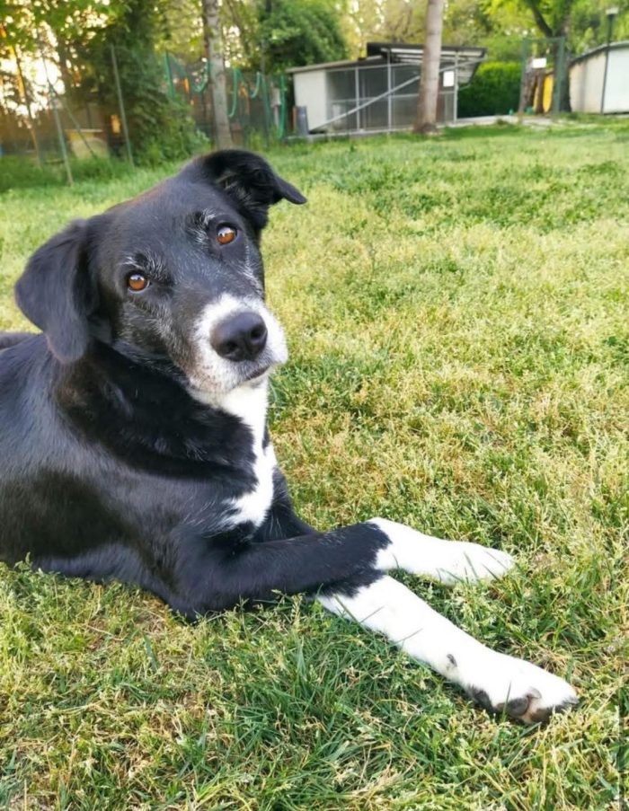 L Y R A, lei e’ una diva. Lyra e' stata abbandonata nel nostro comune con tutti i suoi cuccioli