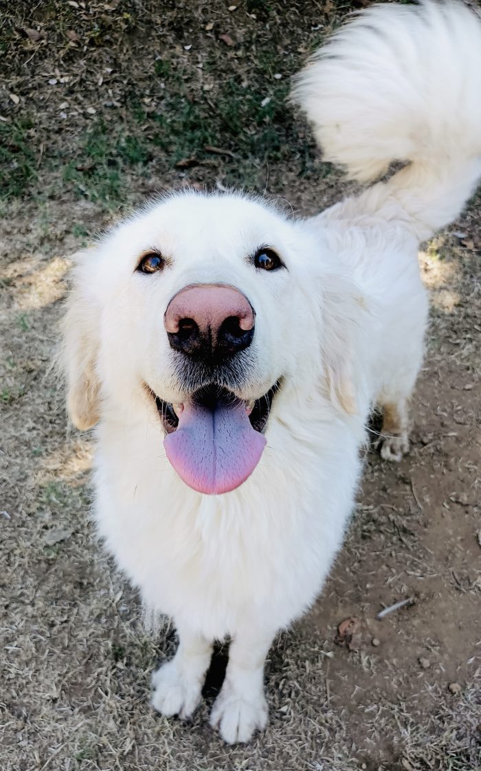Leone dolcissimo Maremmano 4 anni