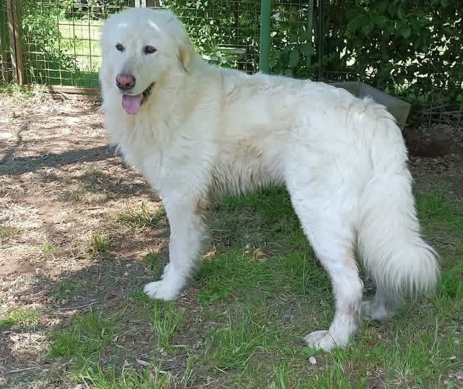 Leone dolcissimo Maremmano 4 anni