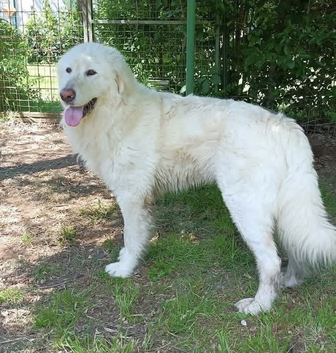 Leone dolcissimo Maremmano 4 anni