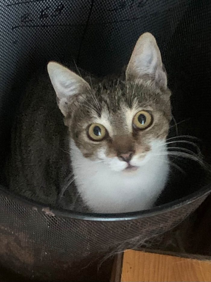 Dolcissima Greta, neanche 2 anni