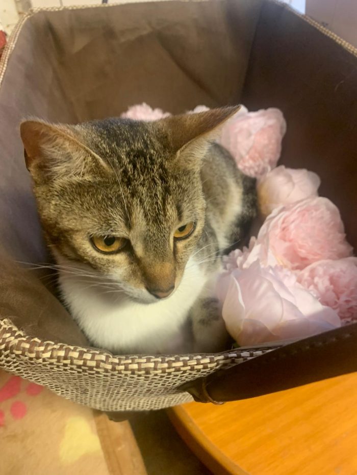Dolcissima Greta, neanche 2 anni - media 6