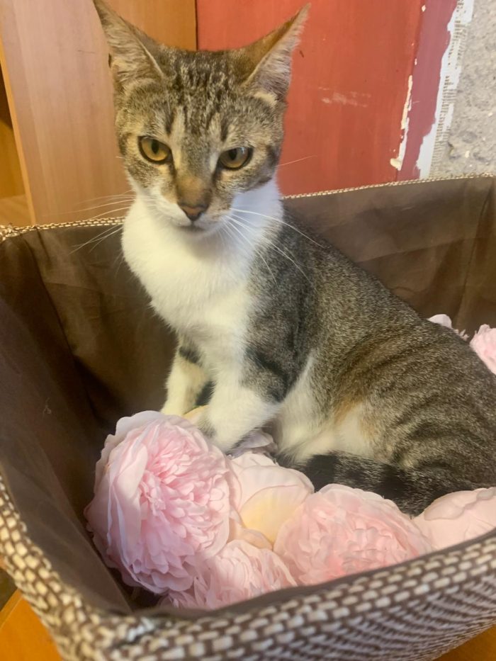 Dolcissima Greta, neanche 2 anni - media 9