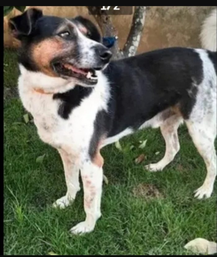 Leo 10anni era libero..poi il canile..non facciamolo morire lì! CASERTA