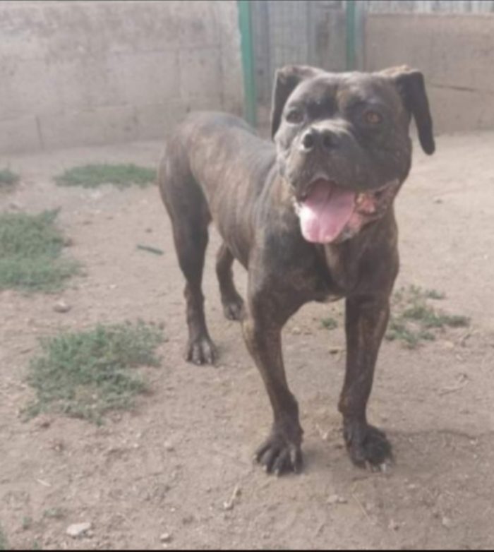 Femmina mix Corso/Pitbull 4anni depressa in canile.SALERNO