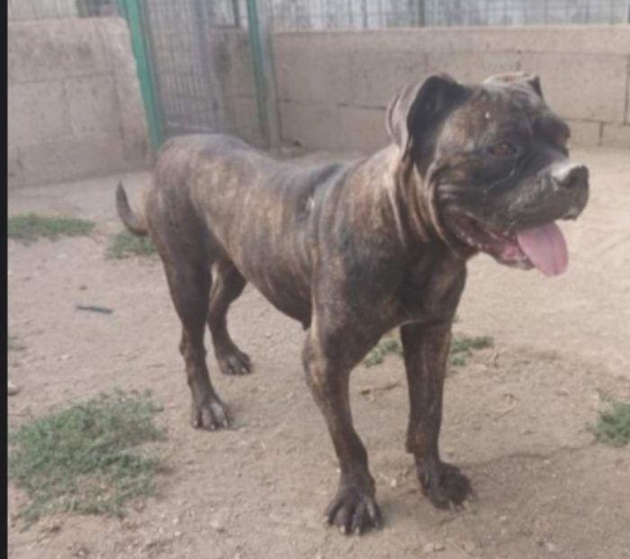 Femmina mix Corso/Pitbull 4anni depressa in canile.SALERNO