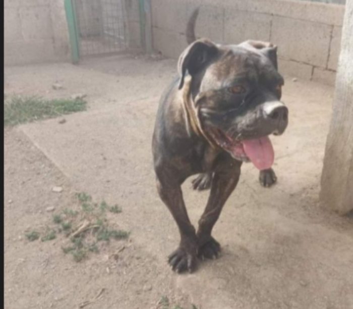 Femmina mix Corso/Pitbull 4anni depressa in canile.SALERNO