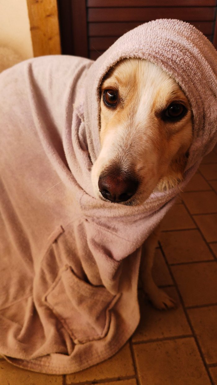 Pepa cerca casa