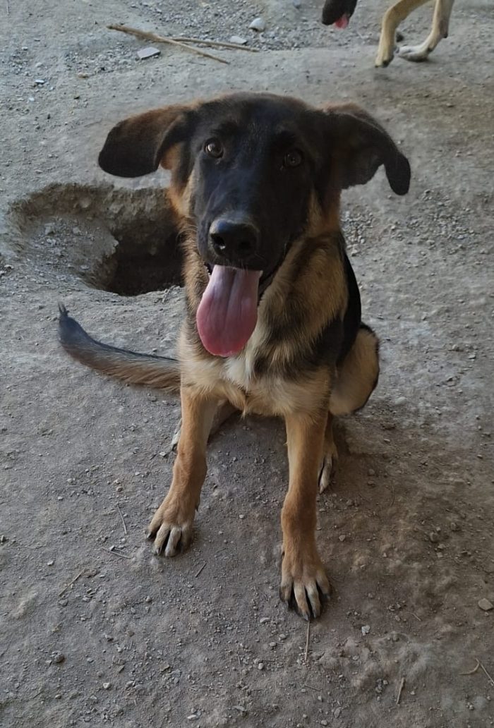 Minerva cucciola mix pastore tedesco