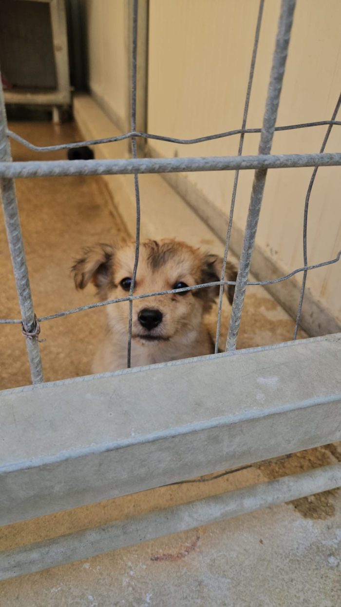 Tiglio dolce Cucciolino cerca casa