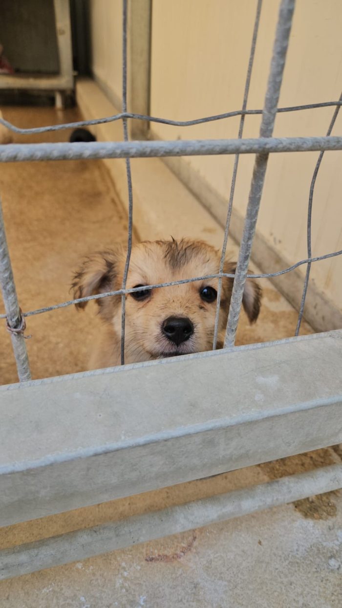 Tiglio dolce Cucciolino cerca casa
