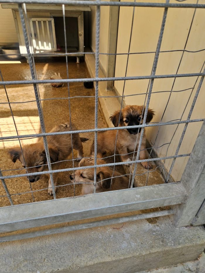 Tiglio dolce Cucciolino cerca casa - media 4
