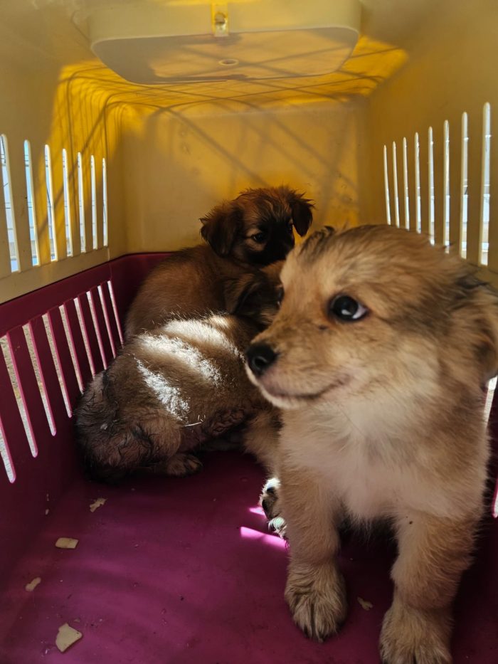 Tiglio dolce Cucciolino cerca casa - media 6