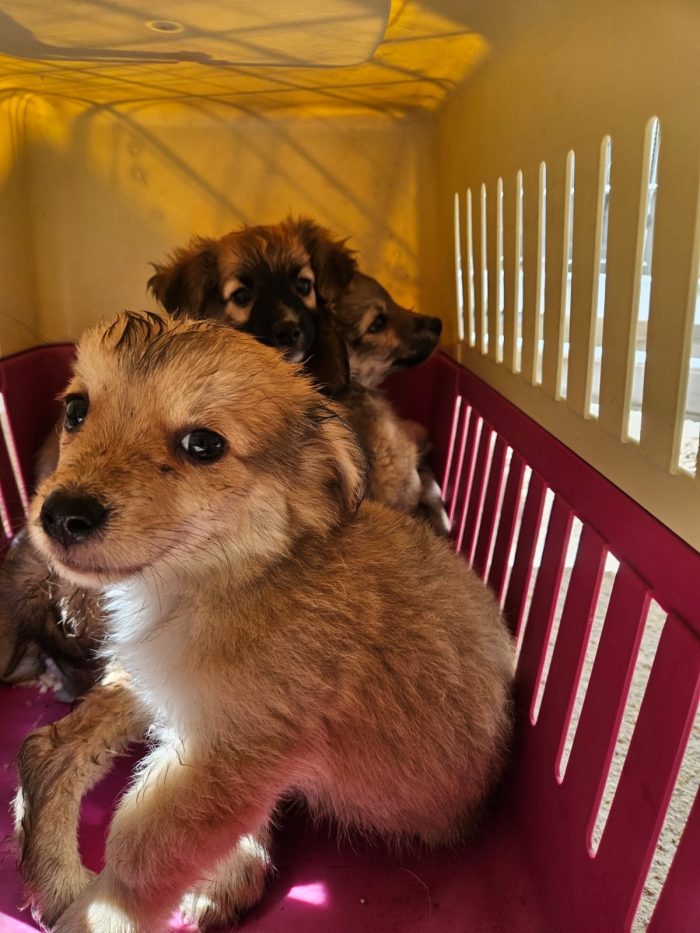 Tiglio dolce Cucciolino cerca casa - media 5