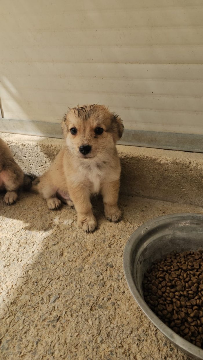 Tiglio dolce Cucciolino cerca casa