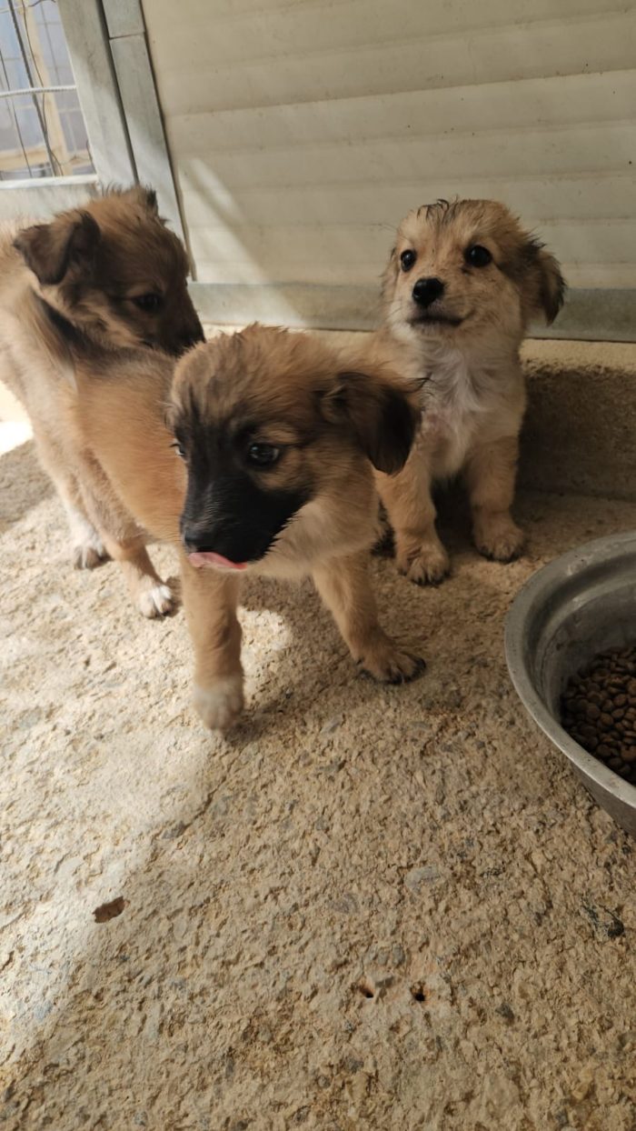 Tiglio dolce Cucciolino cerca casa - media 7