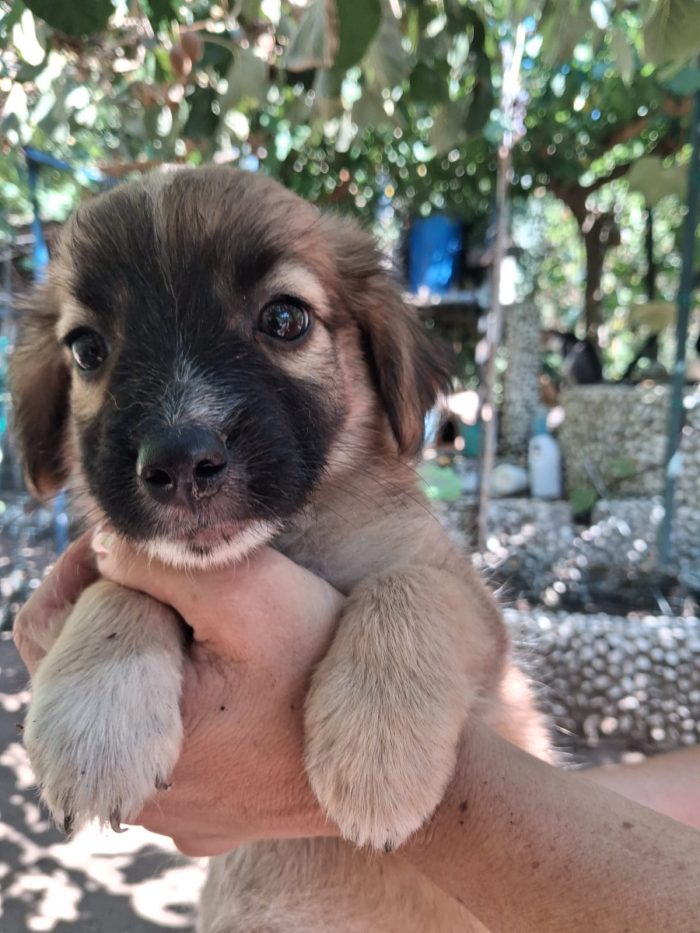 Ciclamino meraviglioso dolce cucciolo cerca casa