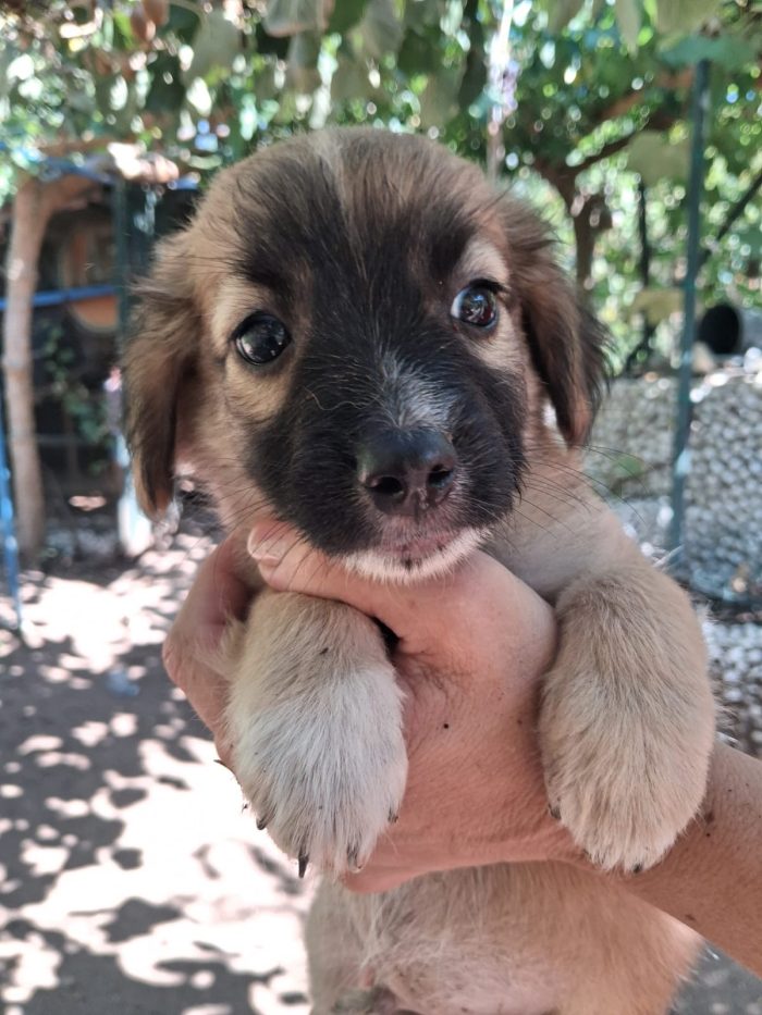 Ciclamino meraviglioso dolce cucciolo cerca casa