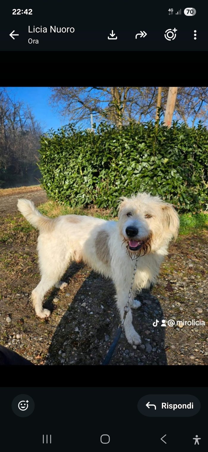 Orlando mix Spinone bello quanto sfortunato,salvato 3anni fa NOVARA - media 4