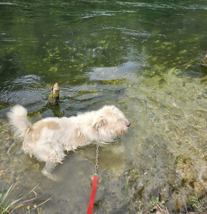 Orlando mix Spinone bello quanto sfortunato,salvato 3anni fa NOVARA - media 6