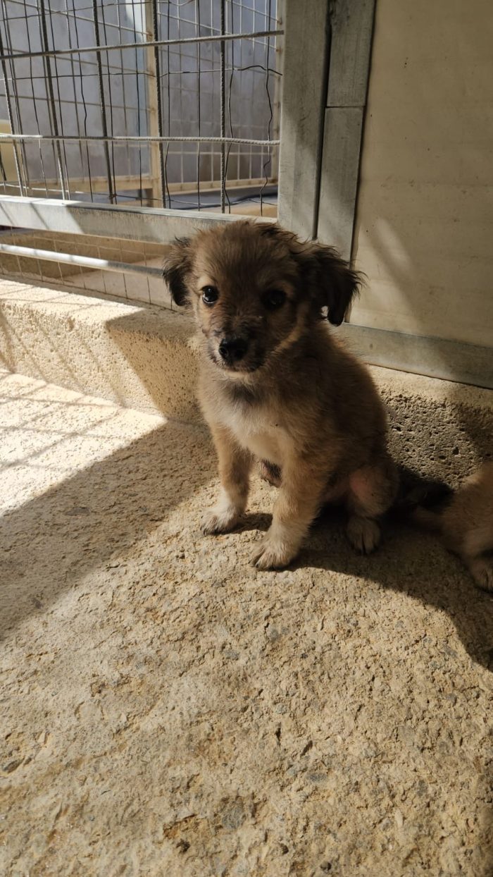 Mughetto dolce Cucciolino cerca casa
