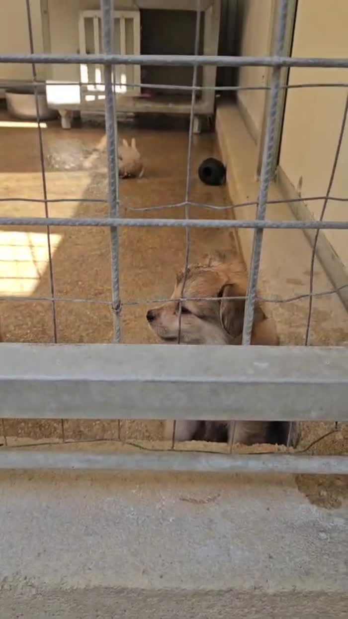Mughetto dolce Cucciolino cerca casa - media 4