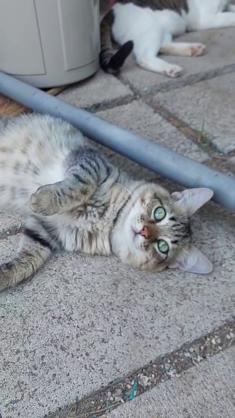 Tiger, un micio speciale, aspetta una famiglia