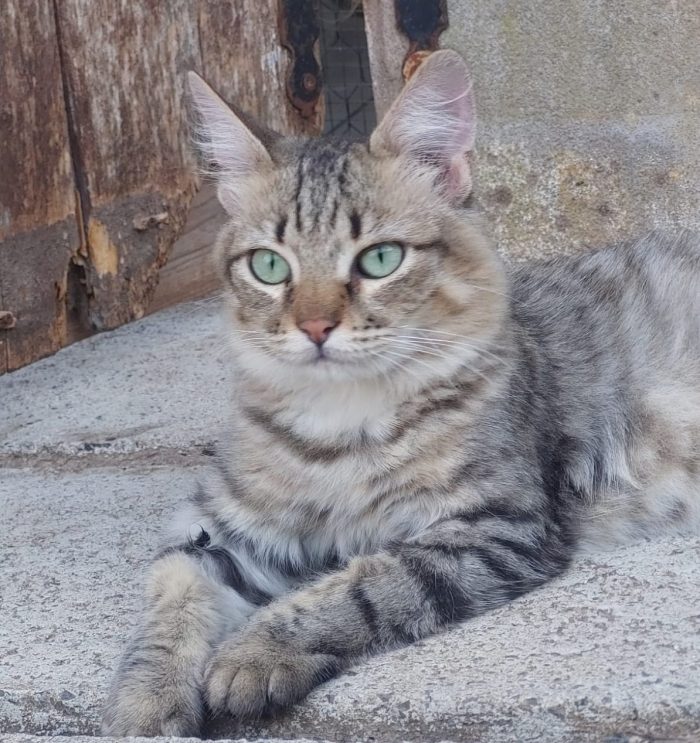 Tiger, un micio speciale, aspetta una famiglia