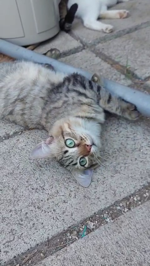 Tiger, un micio speciale, aspetta una famiglia