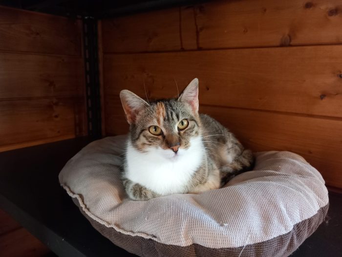 Karina, splendida micia in adozione!