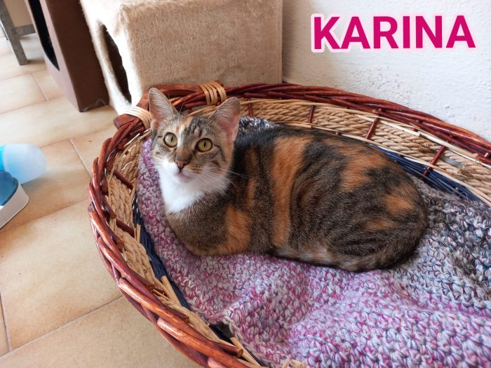Karina, splendida micia in adozione!