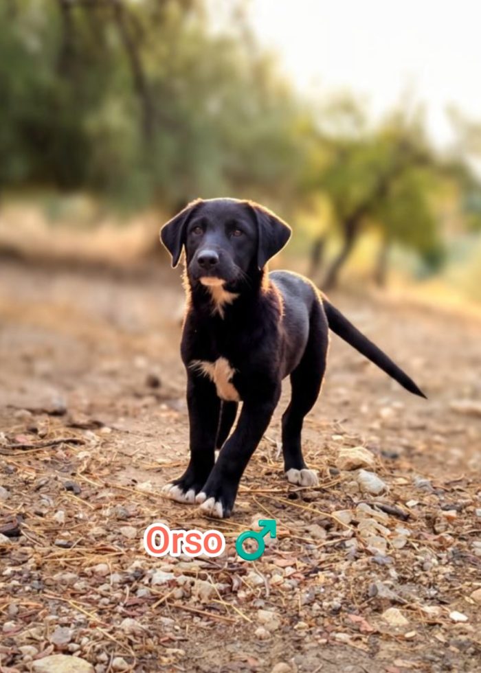 Orso,mix maremmano - media 7