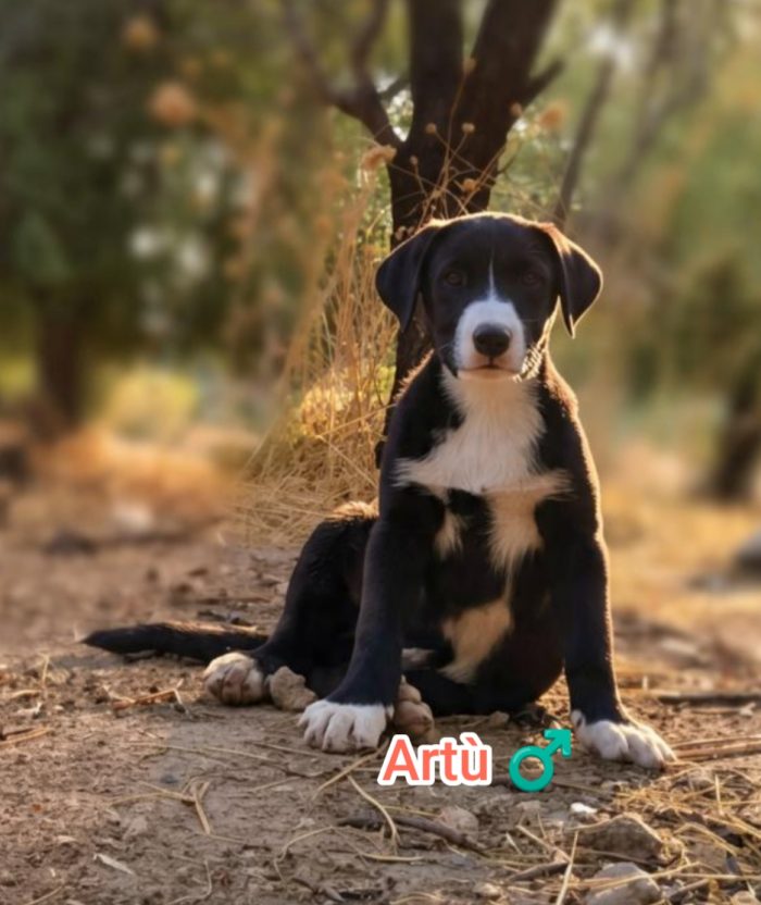 Artù,mix maremmano - media 10