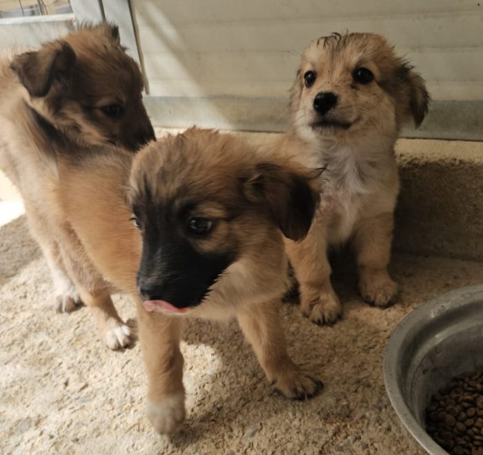 Mughetto, Ciclamino e Tiglio: maschietti 2 mesi