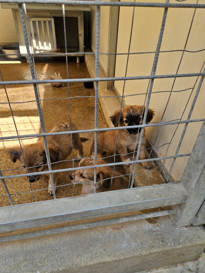 Mughetto, Ciclamino e Tiglio: maschietti 2 mesi - media 4